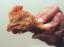 thm_chicken_mc_nuggets2.jpg