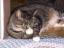 thm_stinkefingerkatze.jpg
