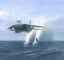 thm_waterskiing.jpg